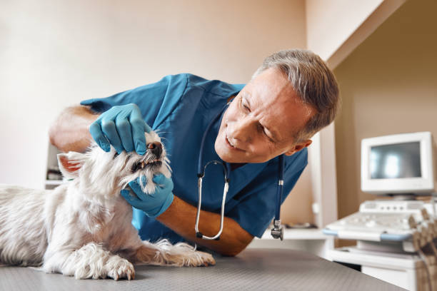 Best Urgent Tooth Repair  in Montpelier, OH